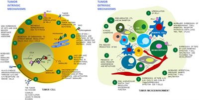 Mechanisms of immune modulation in the tumor microenvironment and implications for targeted therapy